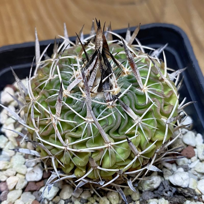 DP28316 Echinofossulocactus phyllacanthus, 6 years old