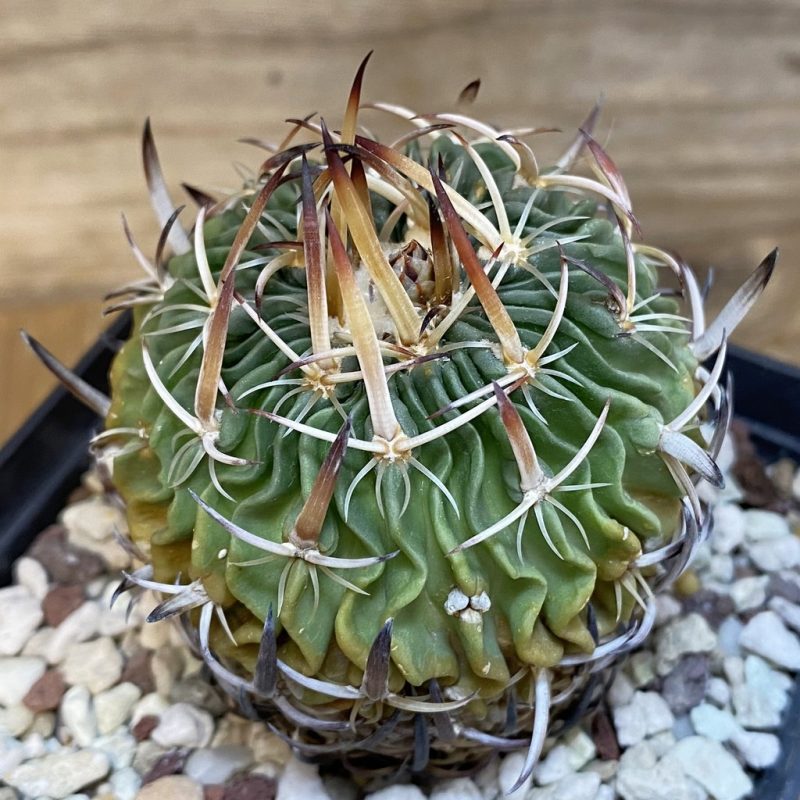 DP28317 Echinofossulocactus phyllacanthus, 6 years old