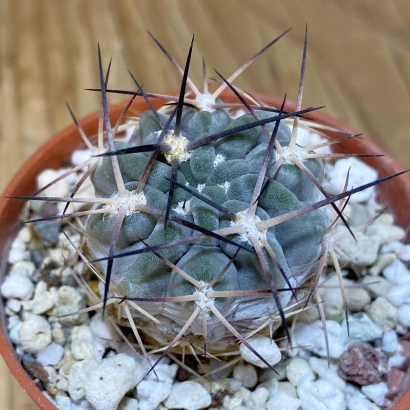 DP28320 Acanthocalycium glaucum