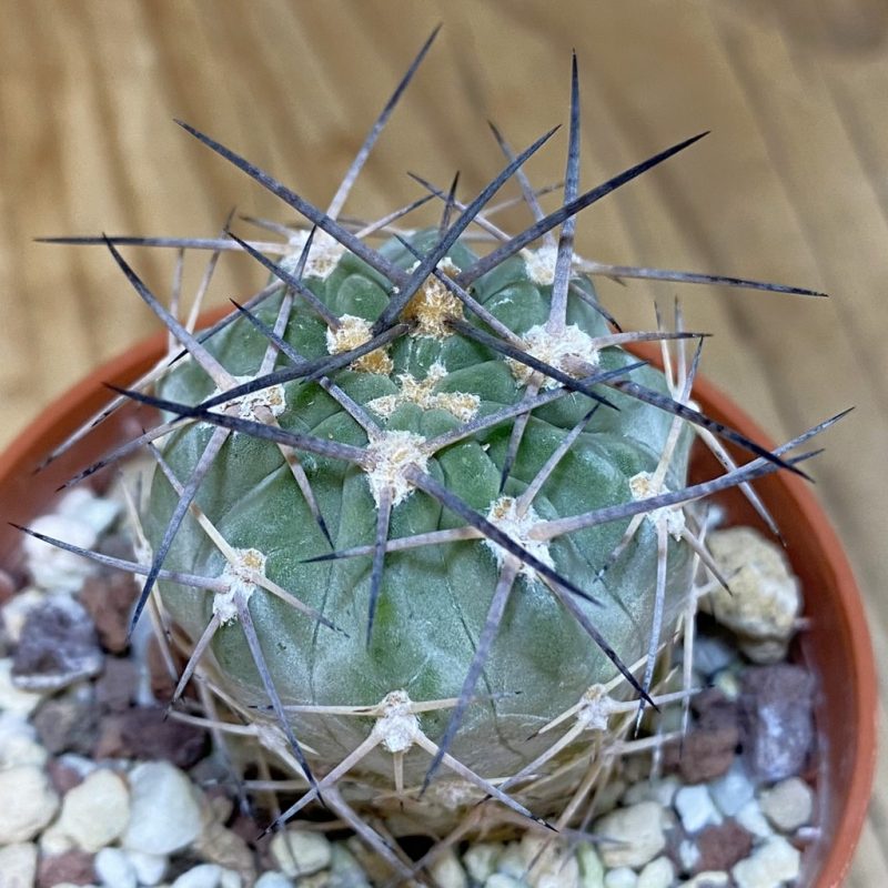 DP28321 Acanthocalycium glaucum