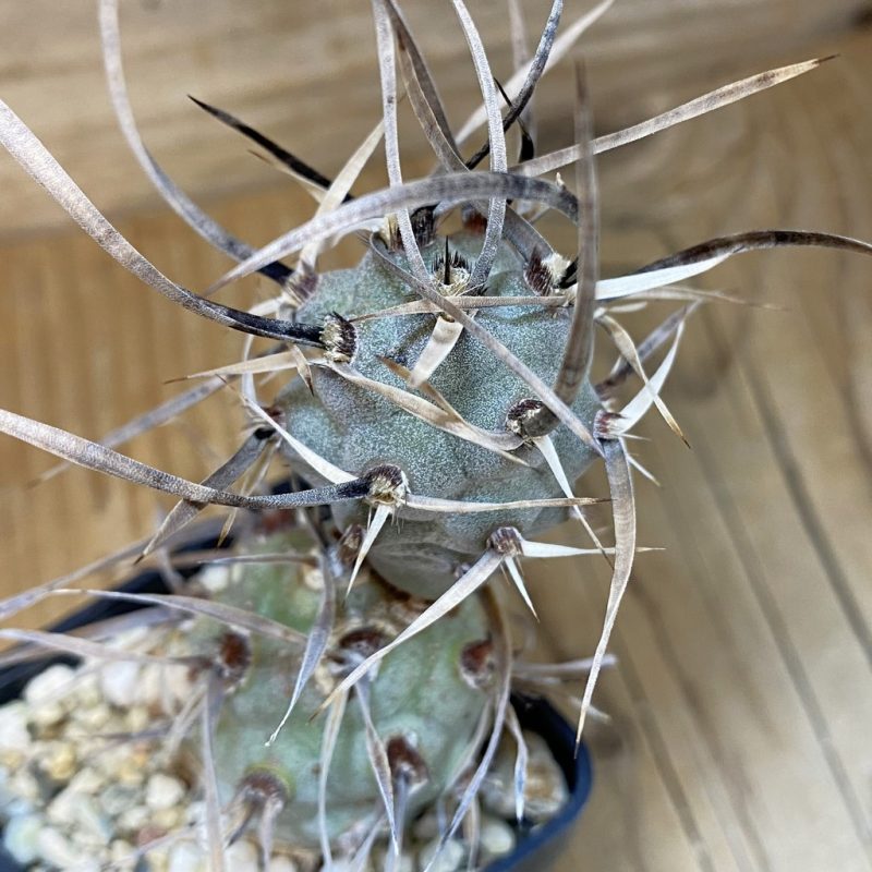 DP28322 Tephrocactus articulatus v. papyracanthus