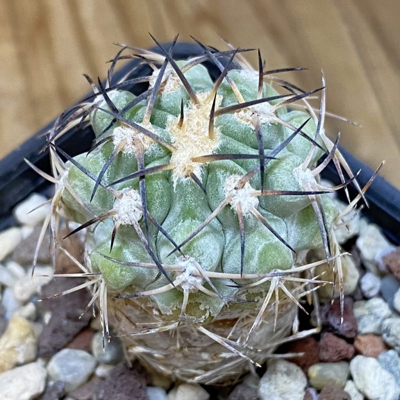 DP28323 Acanthocalycium glaucum