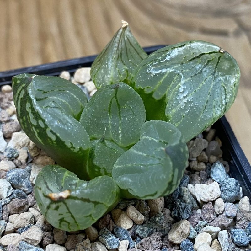 SH28522 Haworthia comptoniana 'Corn Poppy'