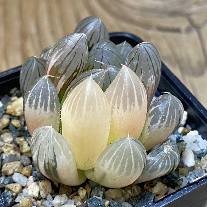 SH28524 Haworthia obtusa f. variegata