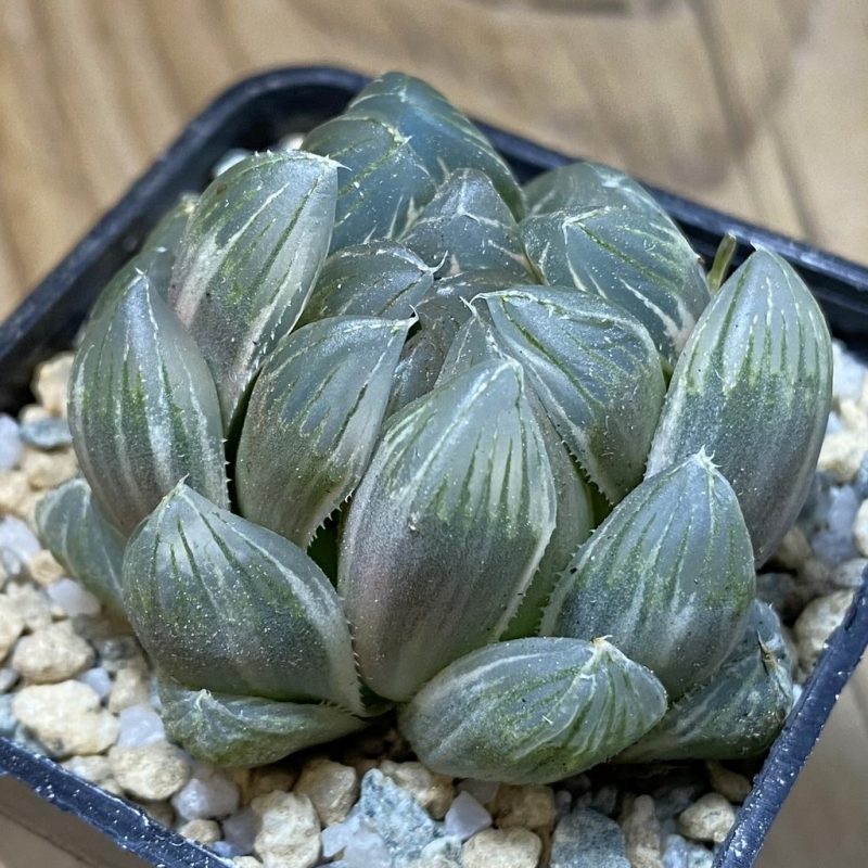 SH28525 Haworthia obtusa f. variegata