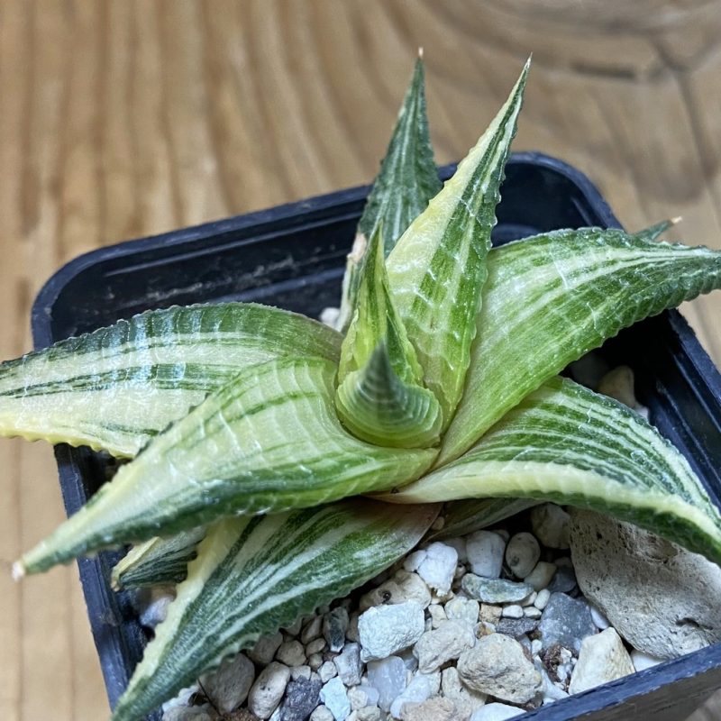 SH28526 Haworthia limifolia f. variegata hybrid