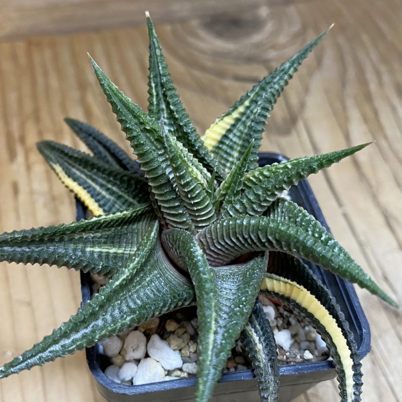 SH28527 Haworthia limifolia f. variegata