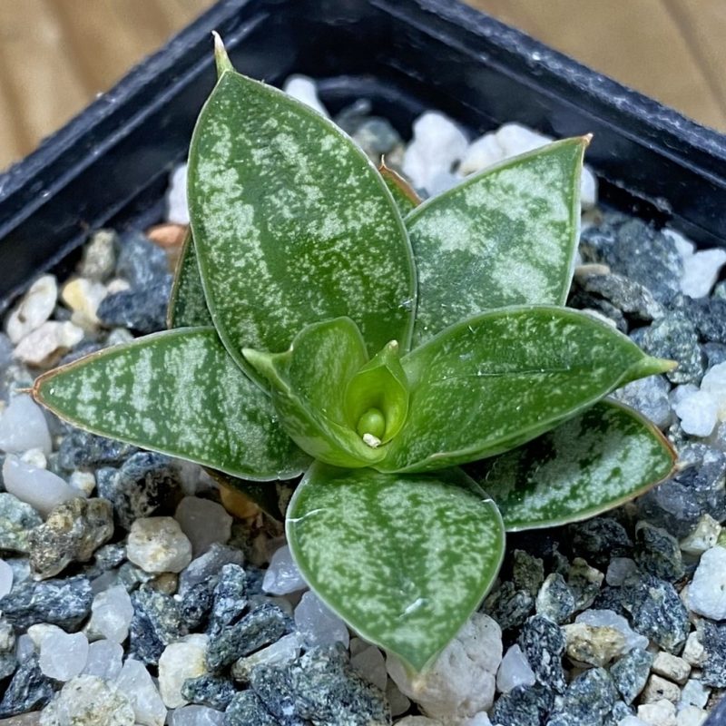 SH28531 Sansevieria 'Margarita'