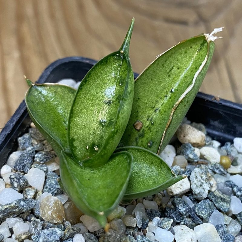 SH28532 Sansevieria ‘Ice man’