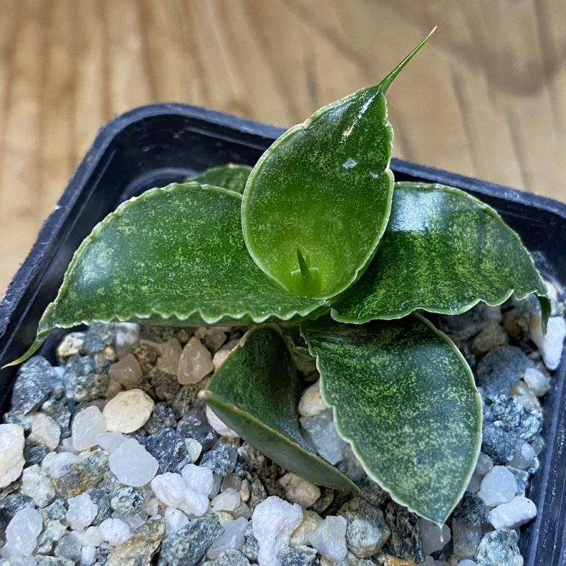 SH28533 Sansevieria 'Sindoro'