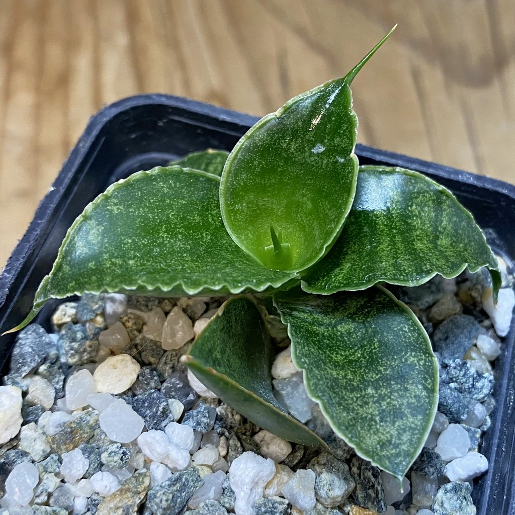 SH28533 Sansevieria 'Sindoro'