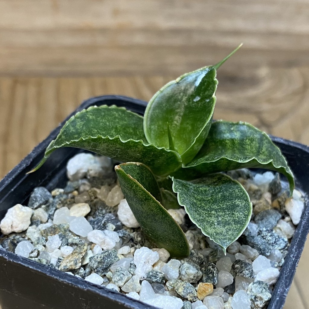 SH28533 Sansevieria 'Sindoro' - immagine 2