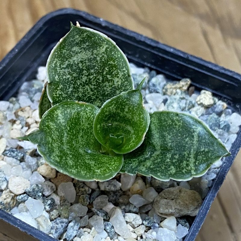 SH28534 Sansevieria 'Mahanakorn'