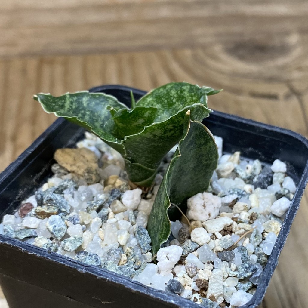 SH28534 Sansevieria 'Mahanakorn' - immagine 2