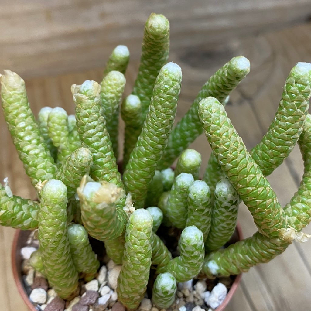 SH28535 Avonia papyracea