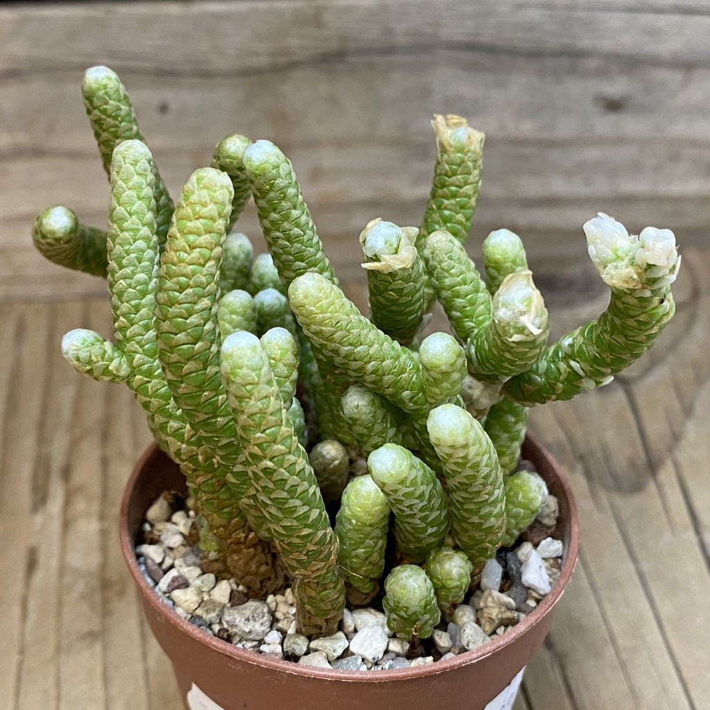 SH28535 Avonia papyracea - immagine 2