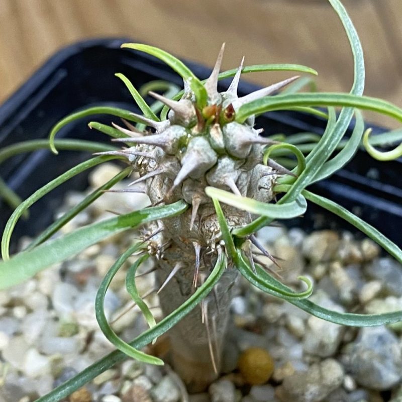 SH28536 Euphorbia gottlebei