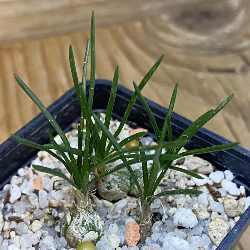 SH28537 Ornithogalum lithopsoides