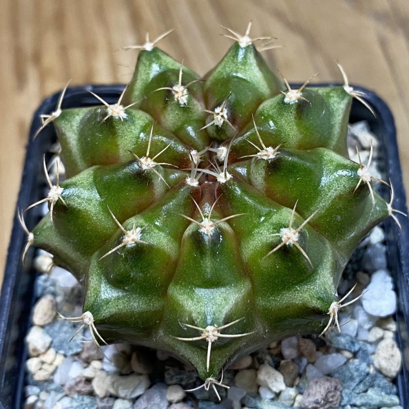 SH28497 Gymnocalycium mihanovichii ‘Neon’ hybrid, seedling