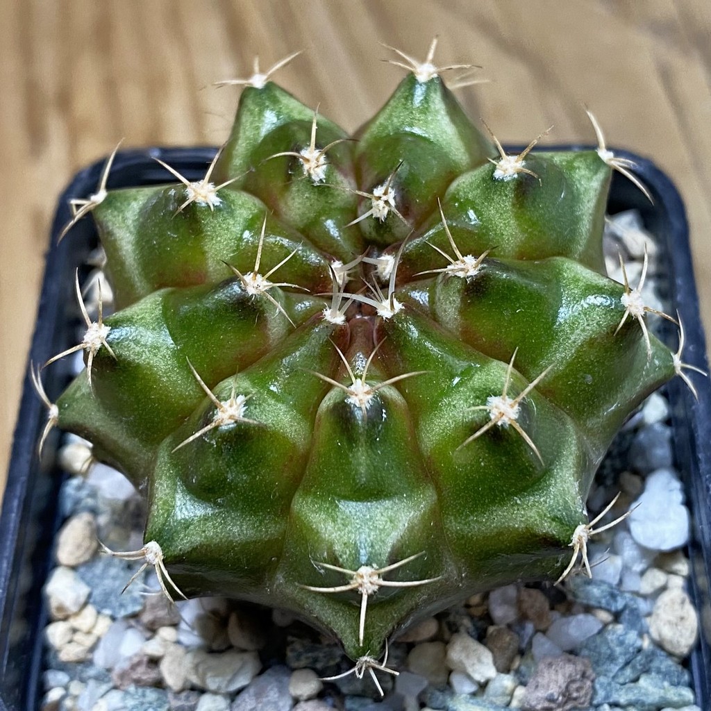 SH28497 Gymnocalycium mihanovichii ‘Neon’ hybrid, seedling