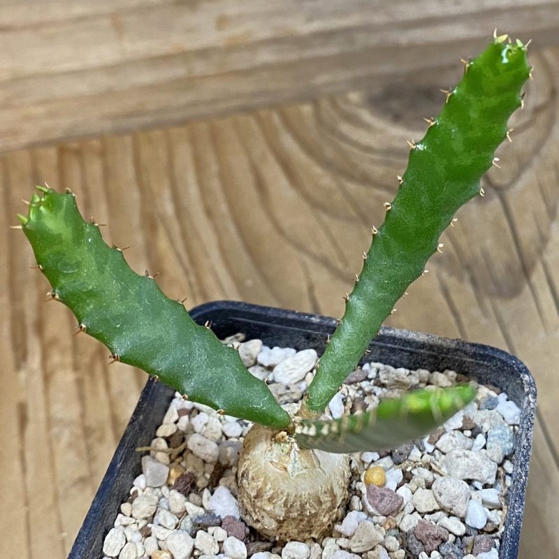 SH28538 Euphorbia stellata