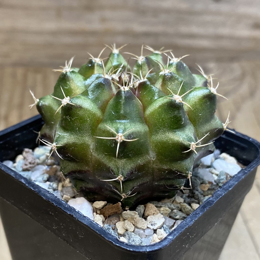 SH28497 Gymnocalycium mihanovichii ‘Neon’ hybrid, seedling - Image 2