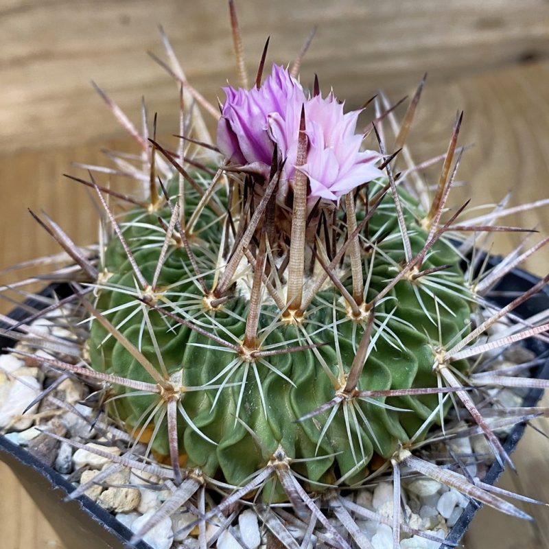SH27141 Echinofossulocactus zacatecasensis x lloydii x multicostatus