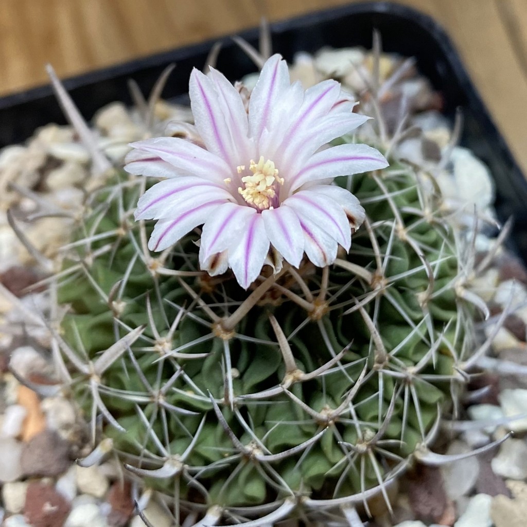 SH27142 Echinofossulocactus zacatecasensis, 6 years old