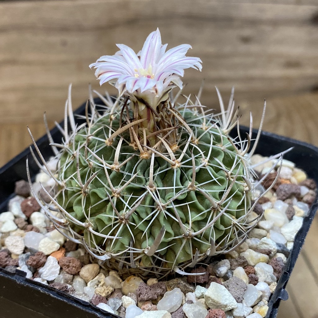 SH27142 Echinofossulocactus zacatecasensis, 6 years old – Bild 2