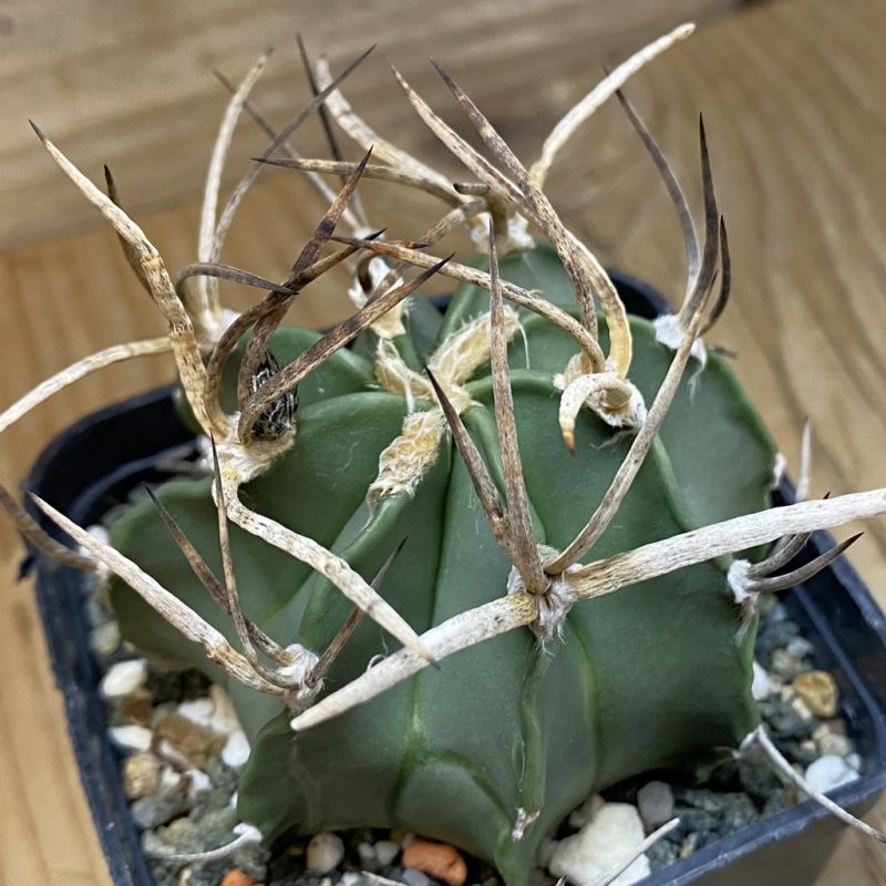 SH13857 Astrophytum crassispinum 'Buffalo'