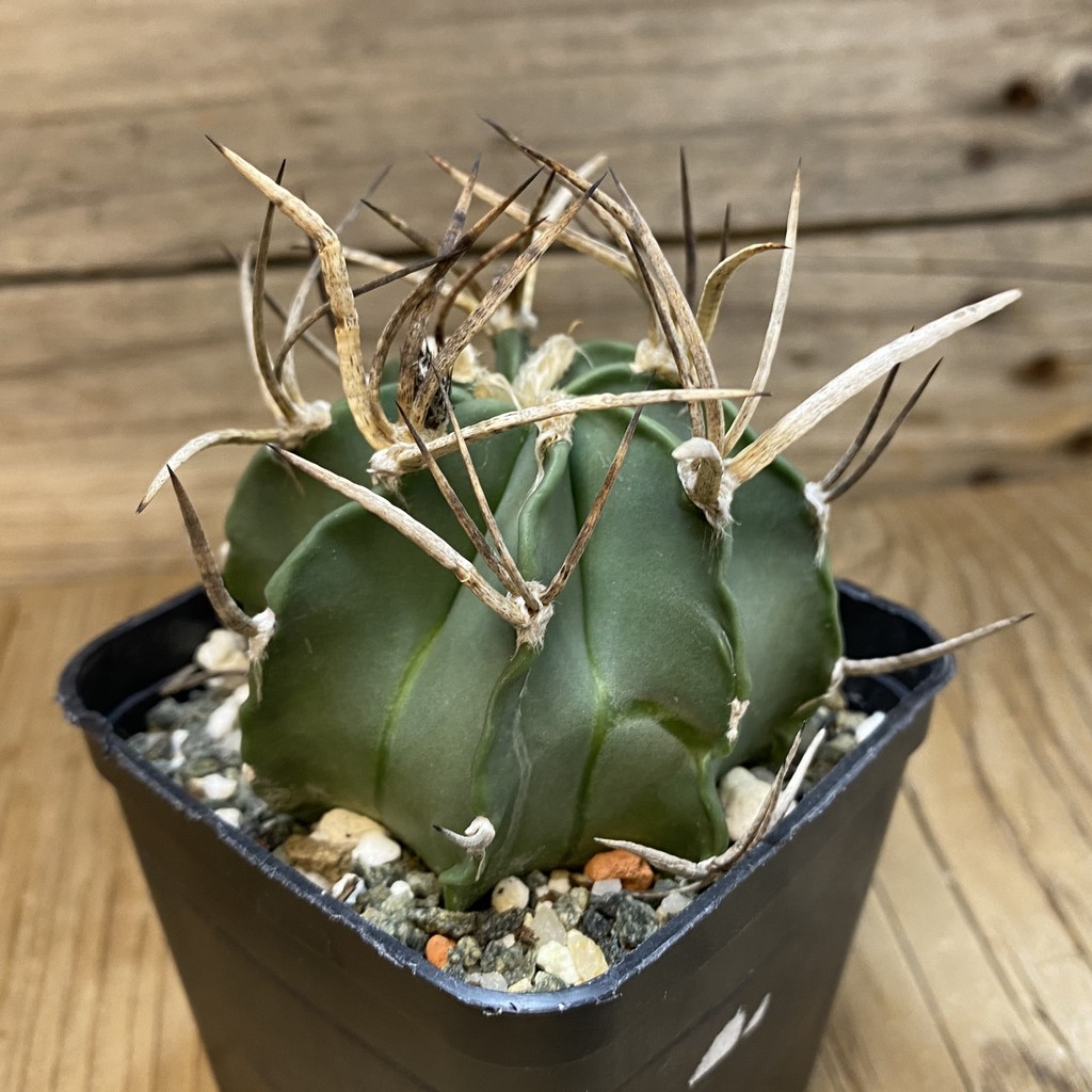 SH13857 Astrophytum crassispinum 'Buffalo' – Bild 2