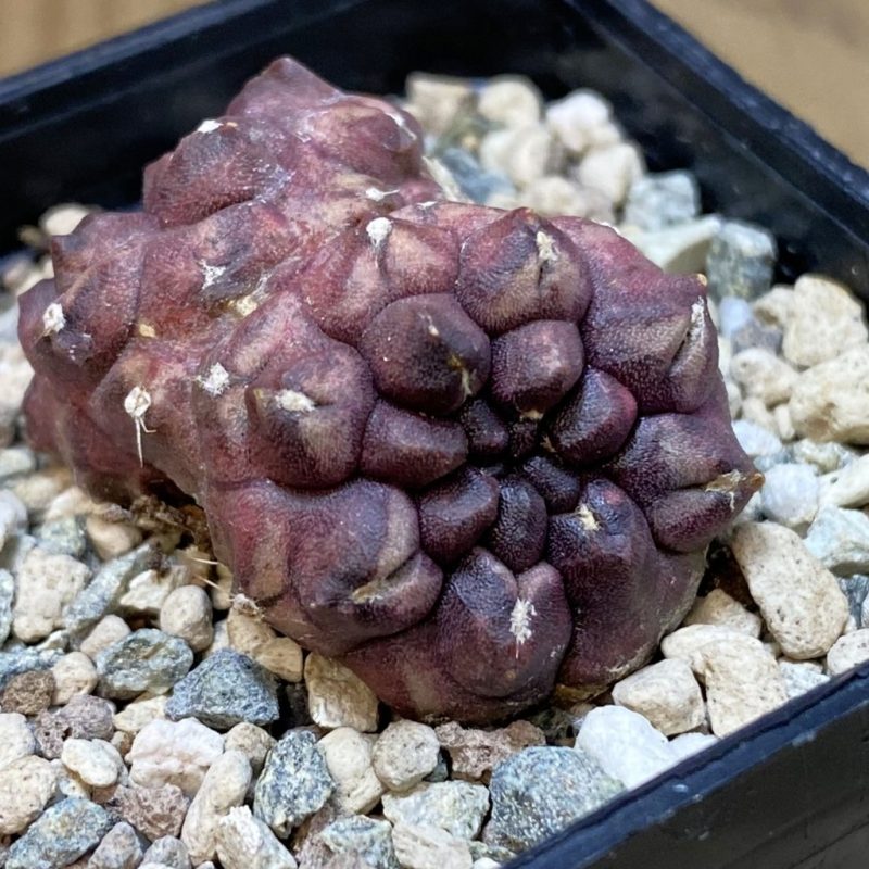 SH28498 Gymnocalycium mihanovichii ‘Day Dream’ f. cristata, seedling