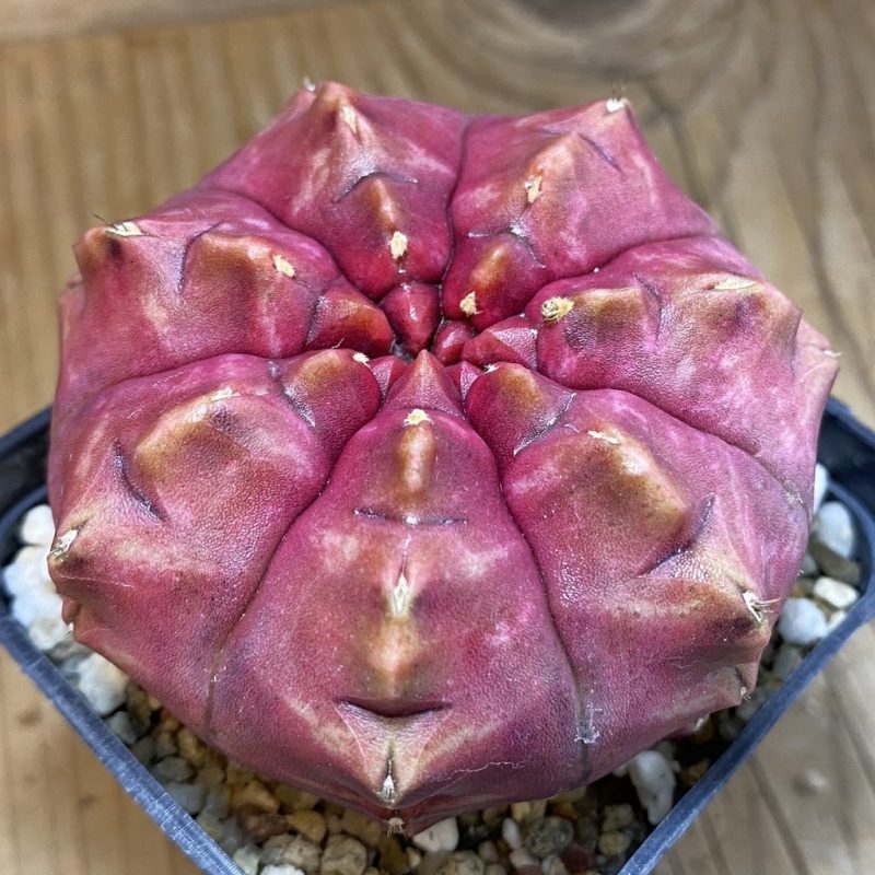 SH17959 Gymnocalycium mihanovichii 'Day Dream', seedling