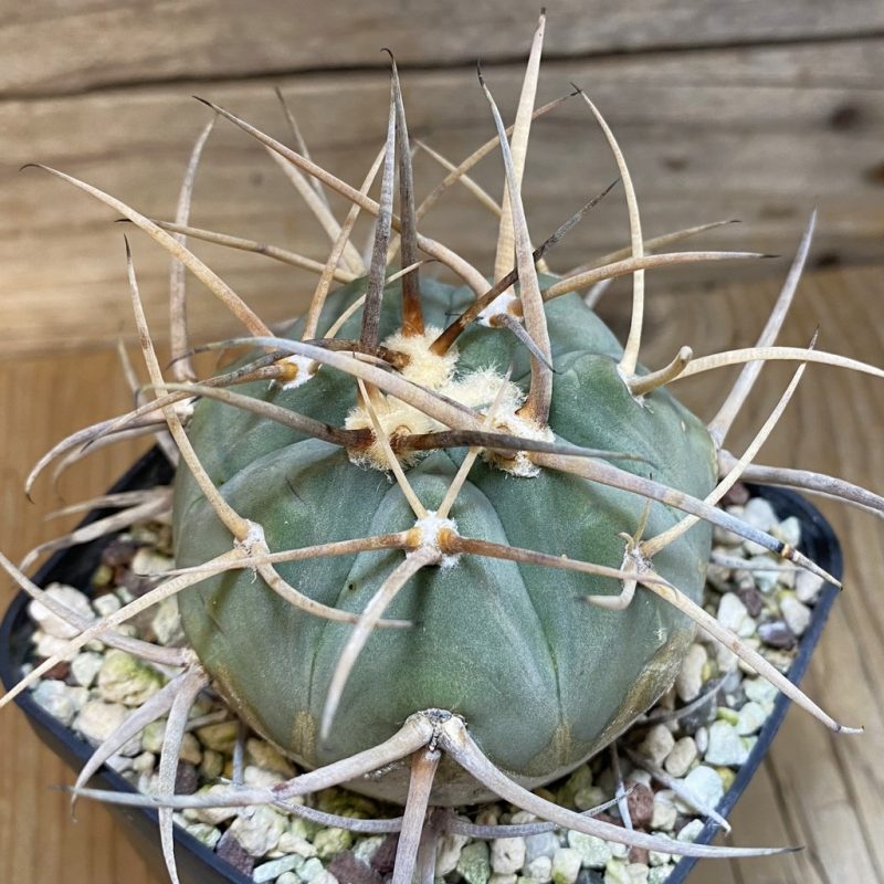 SH12992 Gymnocalycium cardenasianum v. pseudoarmatum VOS 999, old 12 years
