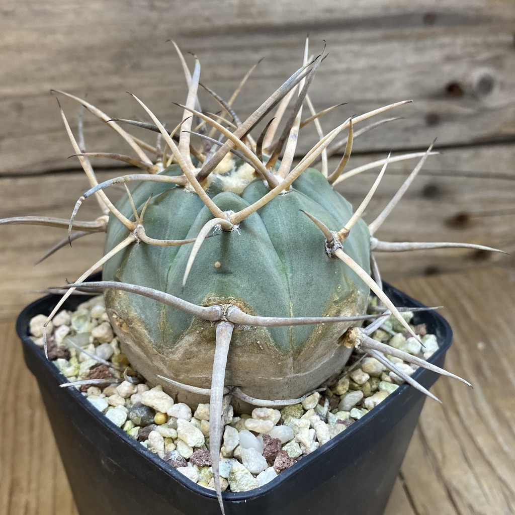 SH12992 Gymnocalycium cardenasianum v. pseudoarmatum VOS 999, old 12 years – Bild 2
