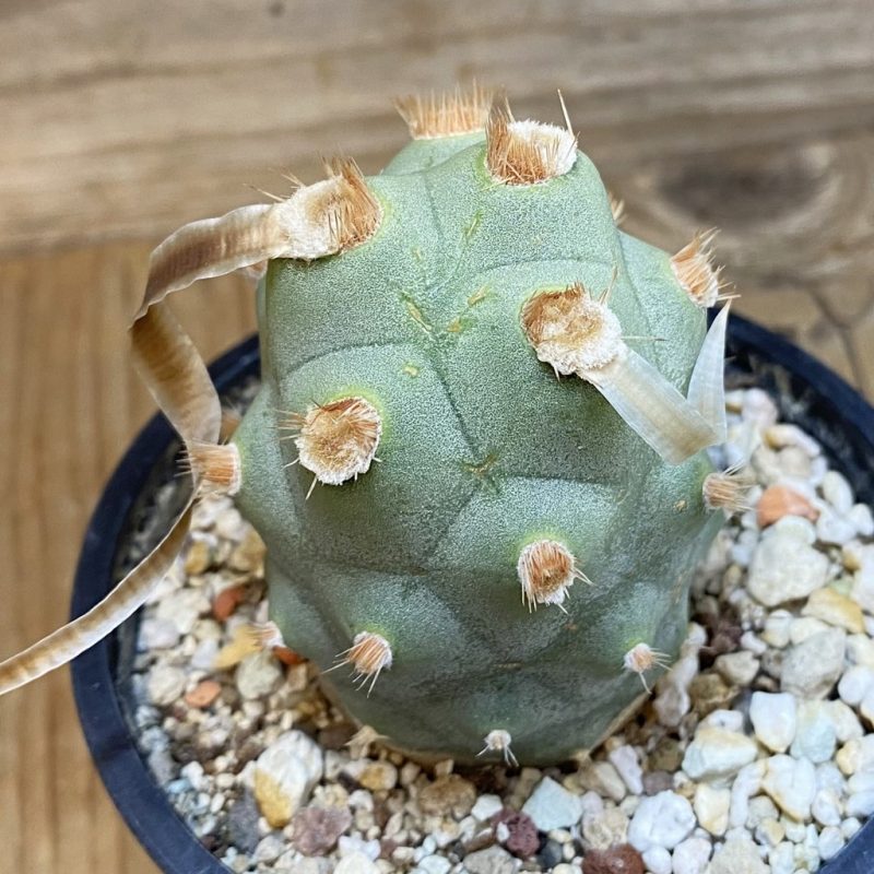SH14757 Tephrocactus articulatus v. papyracanthus