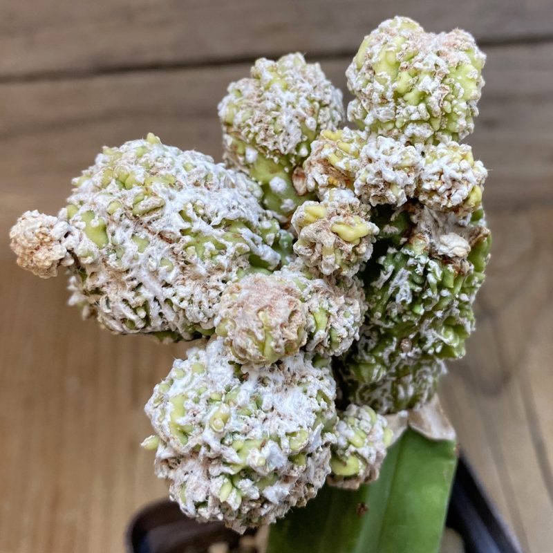 SH14816 Astrophytum myriostigma ‘Fukuryu’ , grafted