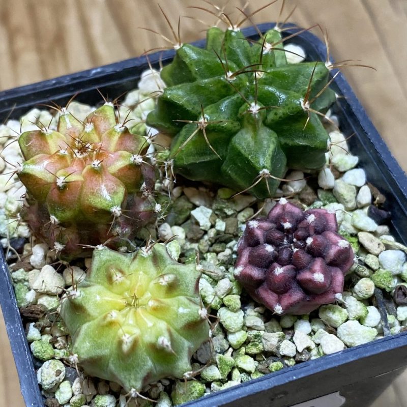 SH28493 Gymnocalycium mihanovichii hybrid mix , 4 plants