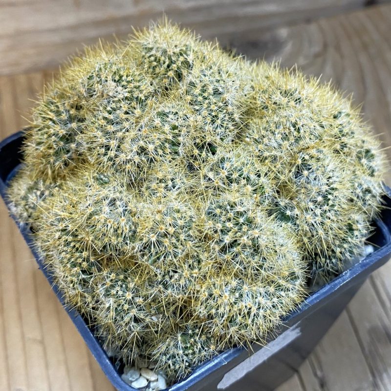 SH17964 Mammillaria prolifera f. cristata