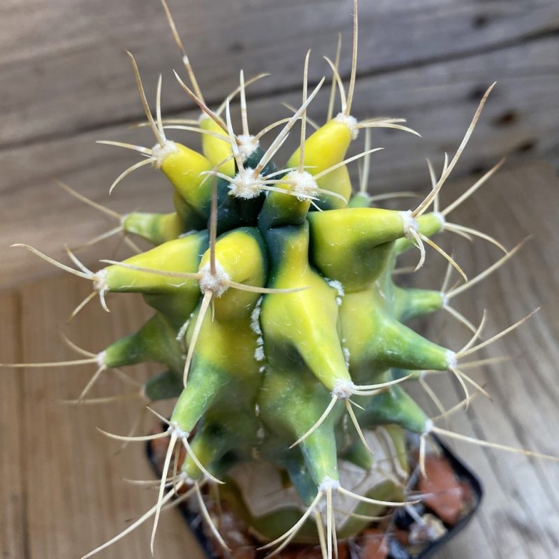 SH4139 Ferobergia f. variegata, grafted