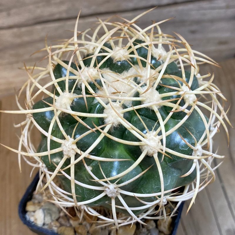 SH1388 Discocactus zehntneri ssp. mirohalfarii MH912, grafted -Juazeiro do Piaui-