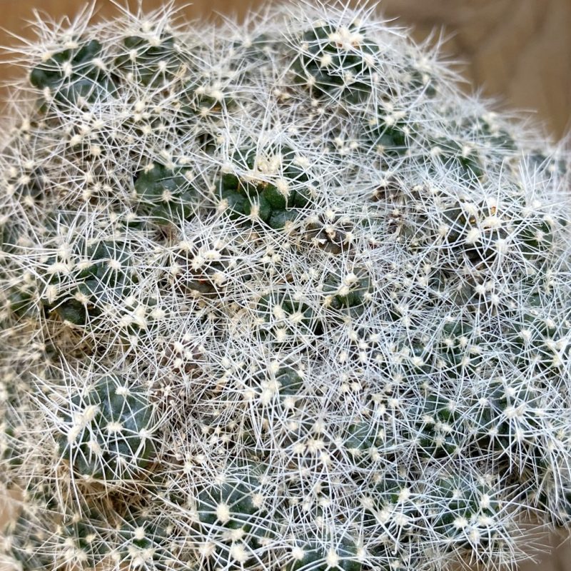 SH17645 Gymnocalycium sp. f. monstrose, old 10 years