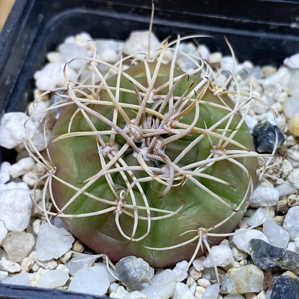 SH28499 Gymnocalycium eurypleurum VOS 01-014