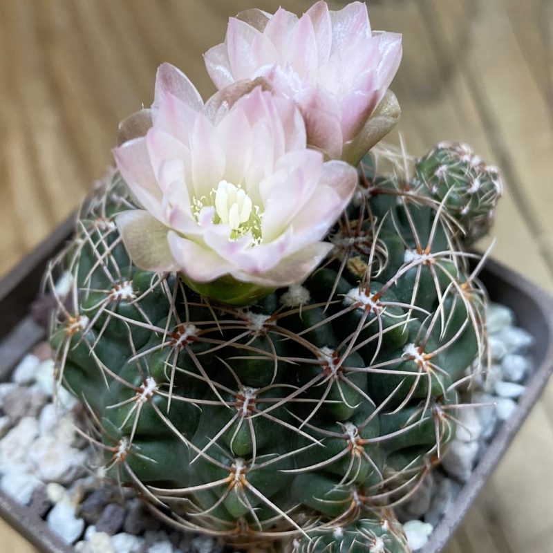 SH28500 Gymnocalycium bruchii VG 722