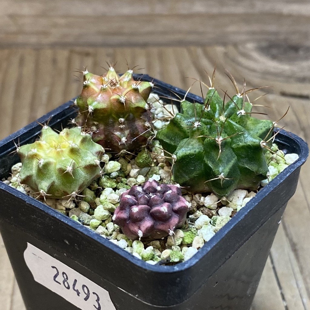 SH28493 Gymnocalycium mihanovichii hybrid mix , 4 plants – Bild 2