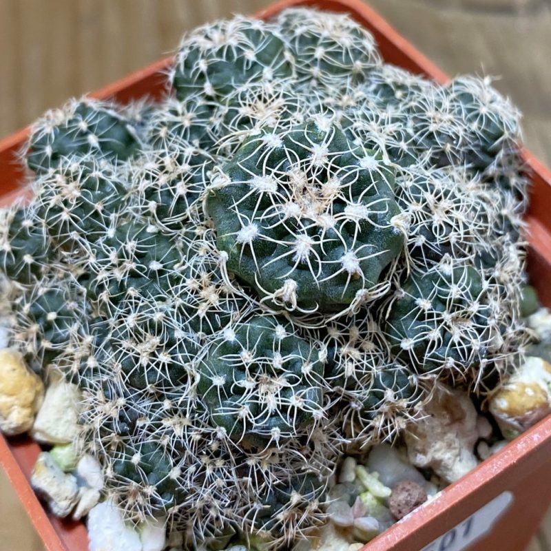 SH28501 Gymnocalycium bruchii WP 76-100
