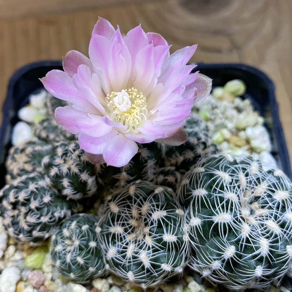 SH28502 Gymnocalycium bruchii v. glaucum, 2 plants