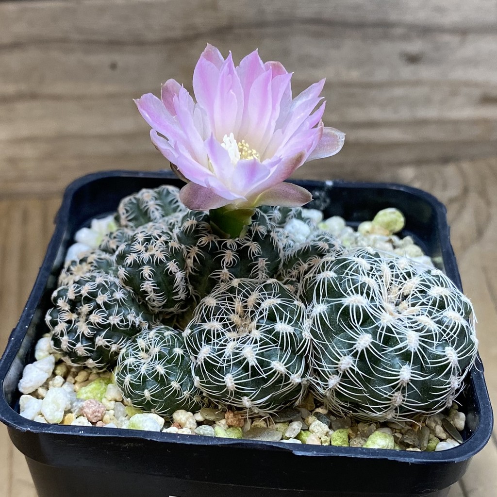 SH28502 Gymnocalycium bruchii v. glaucum, 2 plants - Image 2