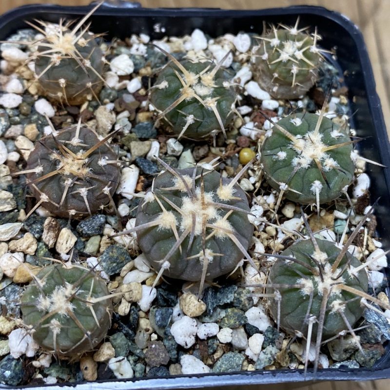 SH28503 Gymnocalycium spegazzinii mix, 8 plants