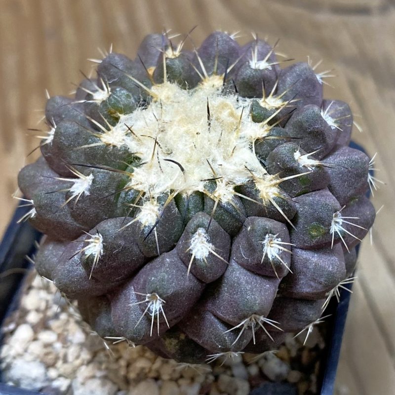 SH28504 Copiapoa leonensis HR 1061, grafted
